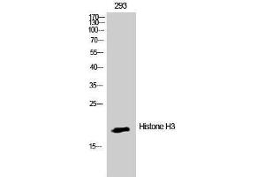 Western Blotting (WB) image for anti-Histone 3 (H3) (Lys386) antibody (ABIN3185031) (Histone 3 anticorps  (Lys386))