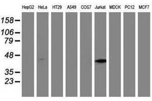 Image no. 3 for anti-Methylmalonic Aciduria (Cobalamin Deficiency) Type A (MMAA) antibody (ABIN1499506) (MMAA anticorps)