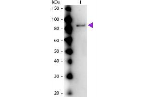 Western Blot of Rabbit anti-Urease (Jack Bean) Antibody. (Urease anticorps)