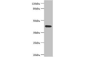 Western blot All lanes: Acid ceramidase antibody at 6 μg/mL + Mouse heart tissue Secondary Goat polyclonal to rabbit IgG at 1/10000 dilution Predicted band size: 45, 47 kDa Observed band size: 45 kDa (ASAH1 anticorps  (AA 146-395))