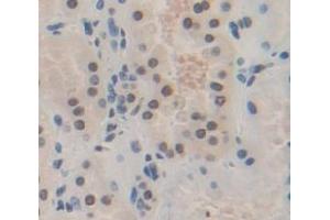 IHC-P analysis of Kidney tissue, with DAB staining. (HES1 anticorps  (AA 21-251))
