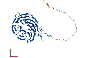 AlphaFold protein structure predicition of Mouse Recombinant Strap Protein, UniprotID Q9Z1Z2