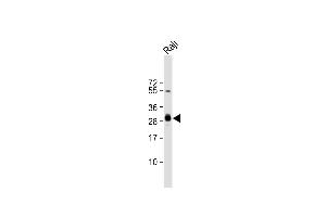 Anti-HLA-DPB1 Antibody (Center) at 1:4000 dilution + Raji whole cell lysate Lysates/proteins at 20 μg per lane.
