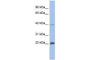 PSMA4 antibody used at 1 ug/ml to detect target protein. (PSMA4 anticorps)