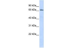 Western Blotting (WB) image for anti-Zinc Finger Protein 503 (ZNF503) antibody (ABIN2457887) (ZNF503 anticorps)