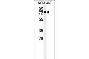 Western blot analysis of CCDC62 Antibody (C-term) (ABIN651350 and ABIN2840196) in NCI- cell line lysates (35 μg/lane). (CCDC62 anticorps  (C-Term))