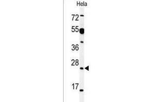Western blot analysis of AKIR1 Antibody (C-term) (ABIN1536697 and ABIN2849321) in Hela cell line lysates (35 μg/lane). (Akirin 1 anticorps  (C-Term))
