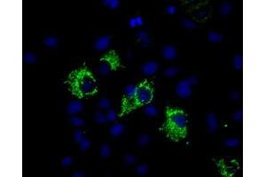 Image no. 2 for anti-Mitochondrial Translational Release Factor 1-Like (MTRF1L) antibody (ABIN1498692) (MTRF1L anticorps)