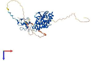 AlphaFold protein structure predicition of Human Recombinant RARB Protein, UniprotID P10826