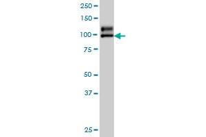 NDST1 monoclonal antibody (M01), clone 1G10 Western Blot analysis of NDST1 expression in A-549 . (NDST1 anticorps  (AA 38-136))
