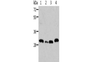 Western Blotting (WB) image for anti-STE20-Related Kinase Adaptor beta (STRADB) antibody (ABIN2429143)