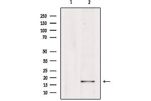 Western blot analysis of extracts from Hepg2, using PGE synthase Antibody. (Prostaglandin E Synthase anticorps  (Internal Region))