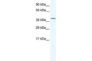 ISL2 antibody (20R-1151) used at 0. (ISL2 anticorps  (C-Term))