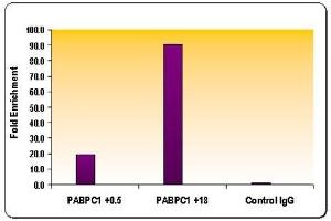Chromatin IP: ChIP performed using HeLa Chromatin (1. (Histone 3 anticorps  (H3K36me3))