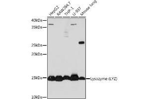 Western blot analysis of extracts of various cell lines, using Lysozyme (LYZ) (LYZ) Rabbit mAb (ABIN7268346) at 1:1000 dilution. (LYZ anticorps)
