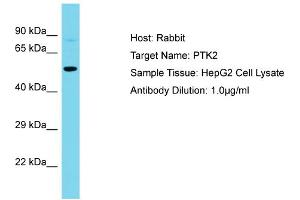 Host: Rabbit Target Name: PTK2 Sample Type: HepG2 Whole Cell lysates Antibody Dilution: 1.