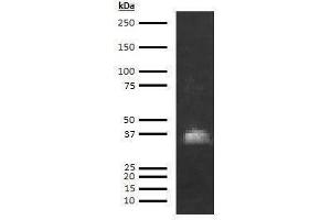 Western Blotting (WB) image for anti-Azurocidin 1 (AZU1) antibody (ABIN613481)