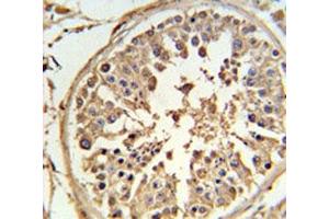 ABCF1 antibody IHC analysis in formalin fixed and paraffin embedded human testis tissue. (ABCF1 anticorps  (AA 687-716))
