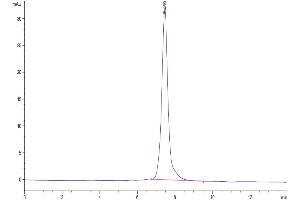 The purity of Mouse LTBR is greater than 95 % as determined by SEC-HPLC. (LTBR Protein (AA 31-223) (Fc Tag))