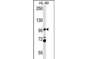 CS2 Antibody (C-term) (ABIN657066 and ABIN2846230) western blot analysis in HL-60 cell line lysates (35 μg/lane). (PACS2 anticorps  (C-Term))