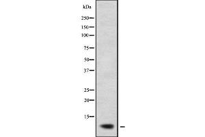 Western blot analysis of RPL38 using COS7 whole cell lysates (RPL38 anticorps)