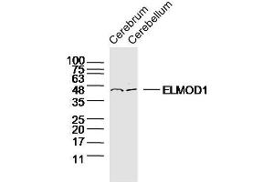 ELMOD1 anticorps  (AA 21-120)
