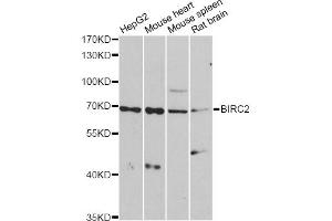 Western blot analysis of extracts of various cell lines, using BIRC2 antibody (ABIN6292780) at 1:1000 dilution. (BIRC2 anticorps)