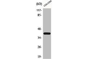 Western Blot analysis of COLO205 cells using Brp16 Polyclonal Antibody