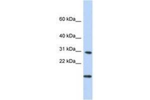 POLR2K anticorps  (N-Term)