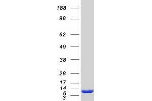Validation with Western Blot