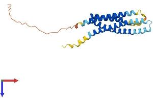 AlphaFold protein structure predicition of Human Recombinant MS4A3 Protein, UniprotID Q96HJ5