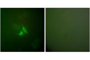Immunofluorescence (IF) image for anti-Prostaglandin-Endoperoxide Synthase 2 (Prostaglandin G/H Synthase and Cyclooxygenase) (PTGS2) (AA 555-604) antibody (ABIN2889179) (PTGS2 anticorps  (AA 555-604))