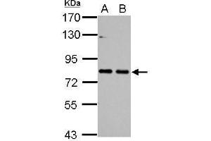WB Image Sample (30 ug of whole cell lysate) A: NIH-3T3 B: JC 7.