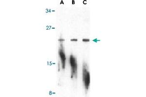 Western blot analysis of PTRH2 in A-20 cell lysate with PTRH2 polyclonal antibody  at (A) 1, (B) 2, and (C) 4 ug/mL . (PTRH2 anticorps  (N-Term))
