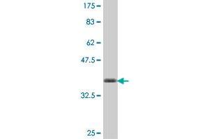 Western Blot detection against Immunogen (36.