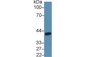Rabbit Capture antibody from the kit in WB with Positive Control: Rat kidney lysate. (ANGPTL4 Kit ELISA)