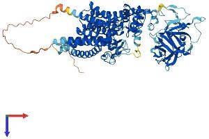 AlphaFold protein structure predicition of Human Recombinant POMT2 Protein, UniprotID Q9UKY4