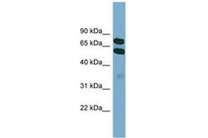 Image no. 1 for anti-Kelch-Like 9 (KLHL9) (AA 395-444) antibody (ABIN6744161) (KLHL9 anticorps  (AA 395-444))