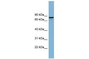 GGA3 antibody used at 0. (GGA3 anticorps  (N-Term))
