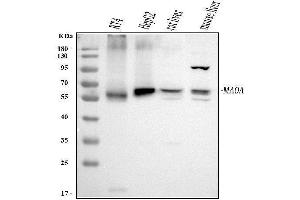 Western blot analysis of MAOA using anti-MAOA antibody (ABIN3043872). (Monoamine Oxidase A anticorps  (C-Term))