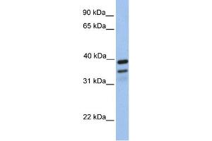 WB Suggested Anti-FKBP8 Antibody Titration: 0. (FKBP8 anticorps  (N-Term))