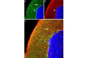 Expression of α1A-Adrenergic receptor in rat cerebellum - Immunohistochemical staining of rat cerebellum using Anti-α1A-Adrenergic Receptor (extracellular) Antibody (ABIN7042908, ABIN7043908 and ABIN7043909), (1:100). (alpha 1 Adrenergic Receptor anticorps  (C176S, Extracellular))