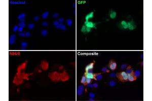 Transfected cell immunofluorescence: COS cells expressing GFP.