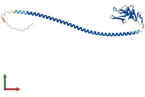 AlphaFold protein structure predicition of Human Recombinant CLEC4G Protein, UniprotID Q6UXB4