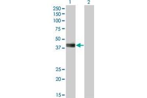 Western Blot analysis of HLF expression in transfected 293T cell line by HLF monoclonal antibody (M05), clone 2C9. (HLF anticorps  (AA 1-295))