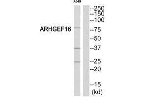 Western blot analysis of extracts from A549 cells, using ARHGEF16 antibody. (ARHGEF16 anticorps)