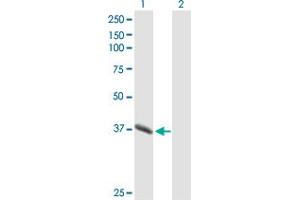 Western Blot analysis of PGC expression in transfected 293T cell line by PGC MaxPab polyclonal antibody.