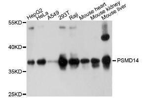 Western blot analysis of extracts of various cell lines, using PSMD14 antibody.