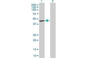 Western Blot analysis of ARR3 expression in transfected 293T cell line by ARR3 MaxPab polyclonal antibody.