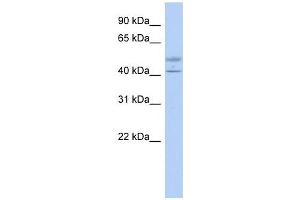 ACTL7B antibody used at 1 ug/ml to detect target protein.